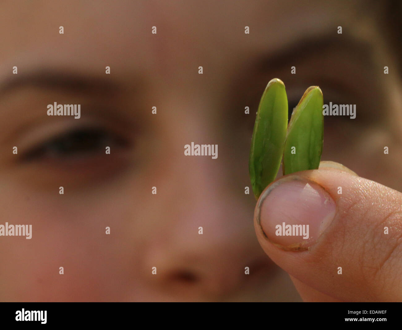 Girl examining Sugar maple tree seed Ohio Stock Photo Alamy