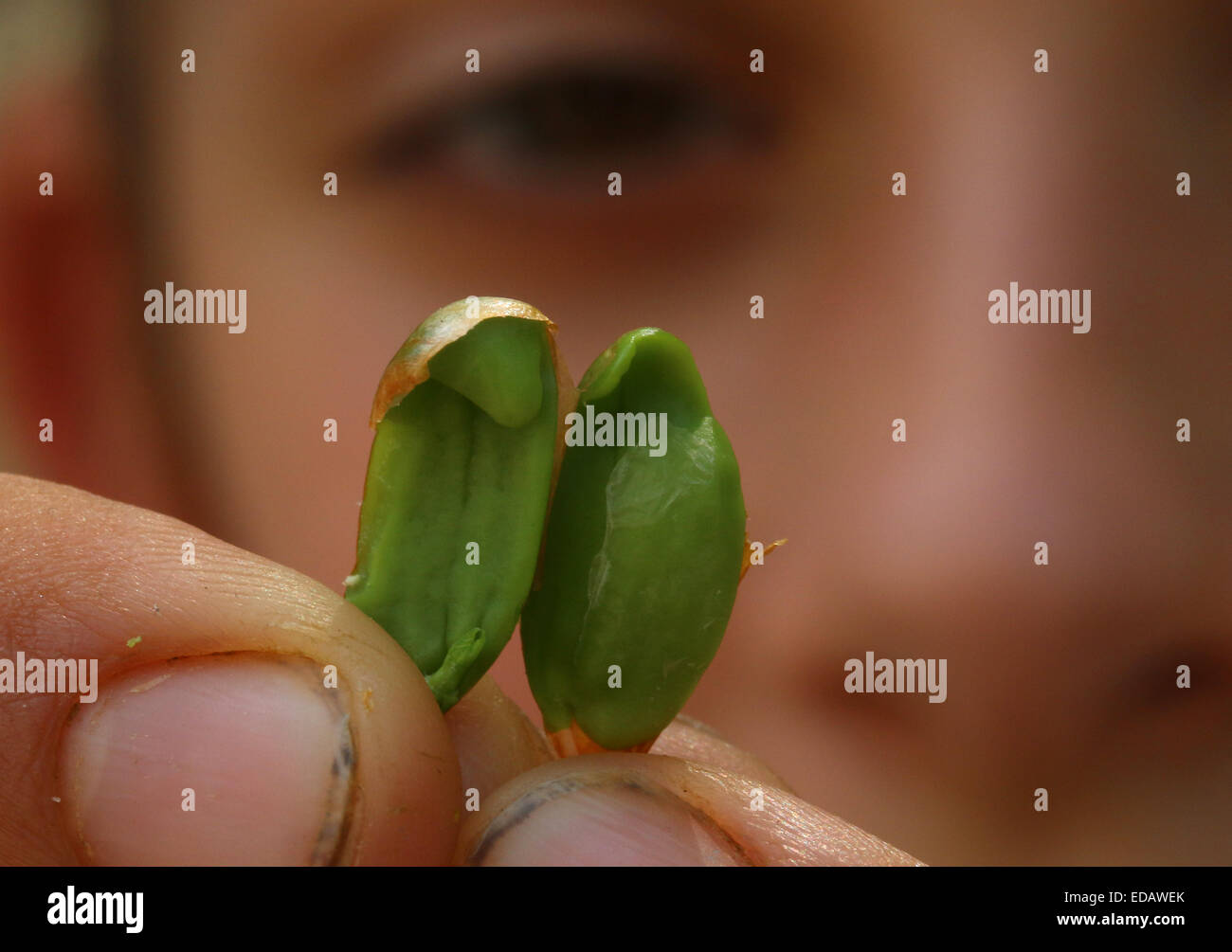 Girl examining Sugar maple tree seed Ohio Stock Photo Alamy