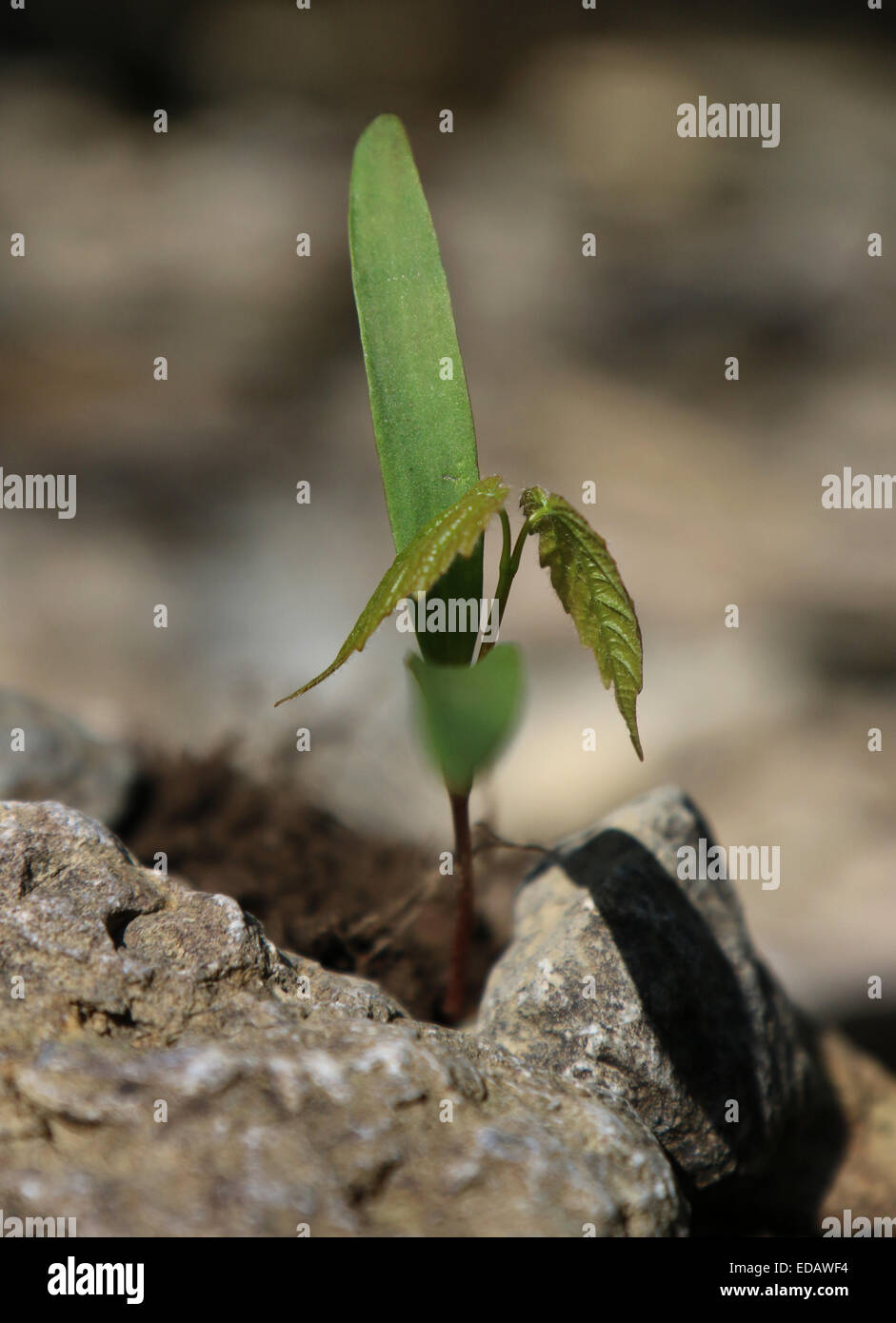 Sugar maple tree seed germinating Ohio Stock Photo Alamy