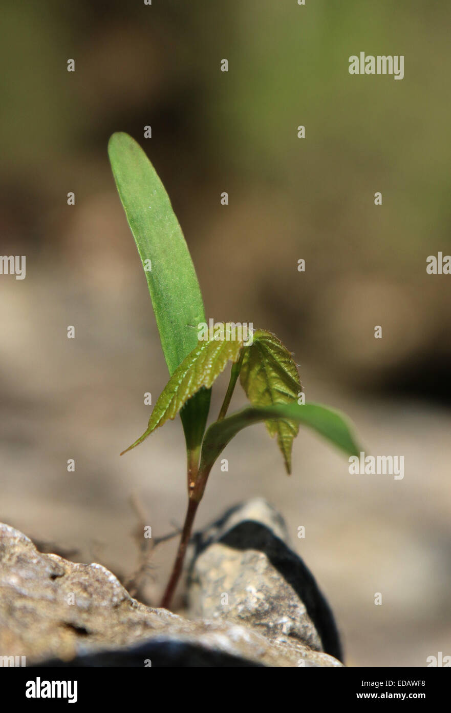 Sugar maple tree seed germinating Ohio Stock Photo Alamy