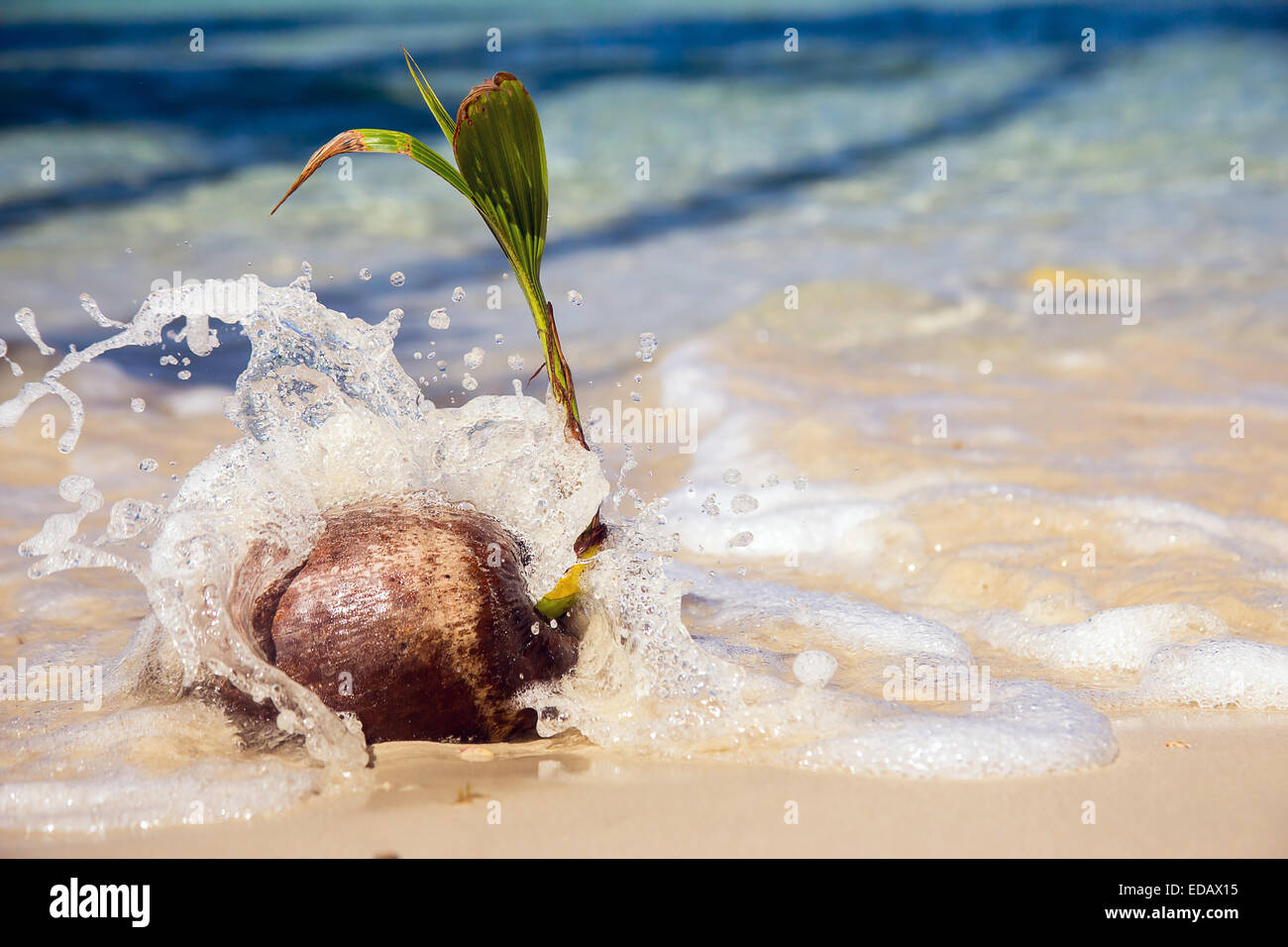 sea waves with coconut on the beach Stock Photo Alamy