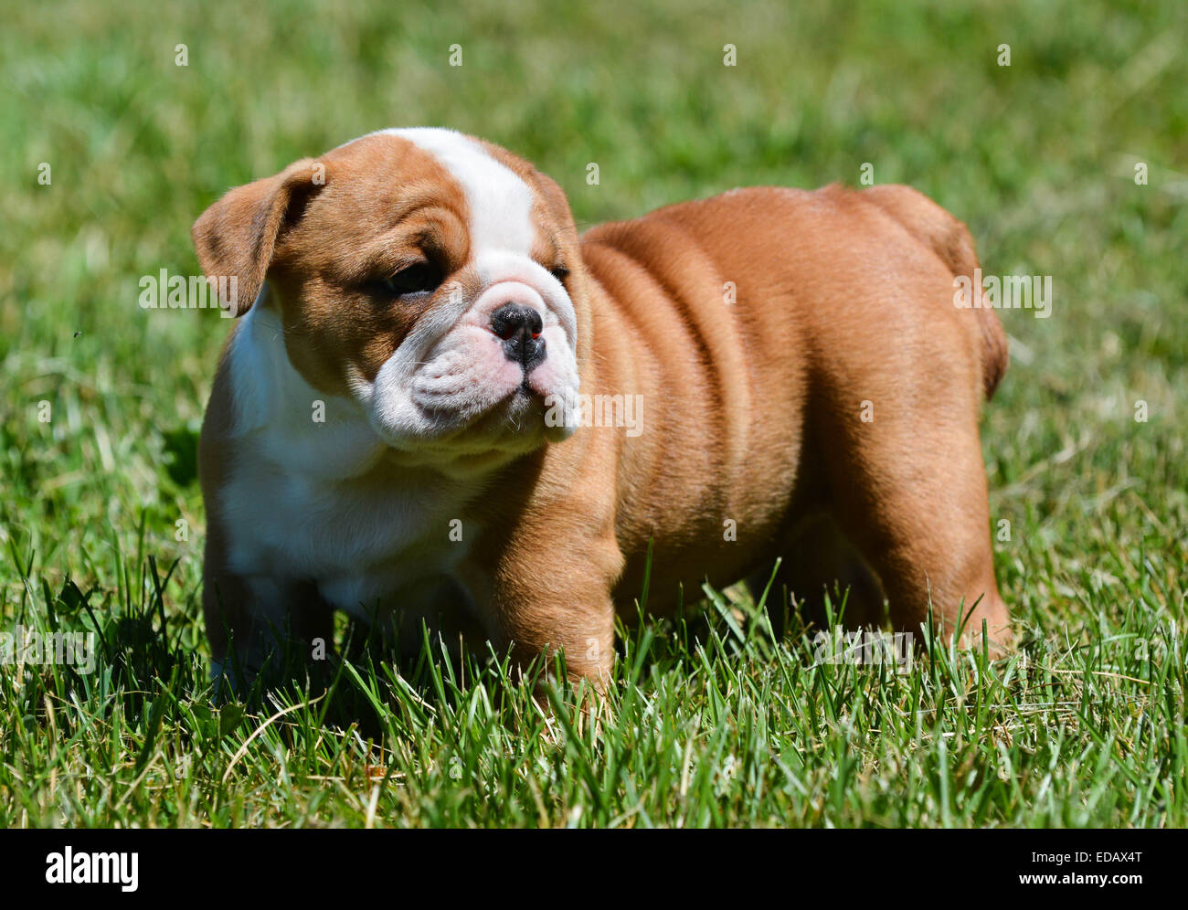 cute puppy standing in the grass - english bulldog Stock Photo - Alamy