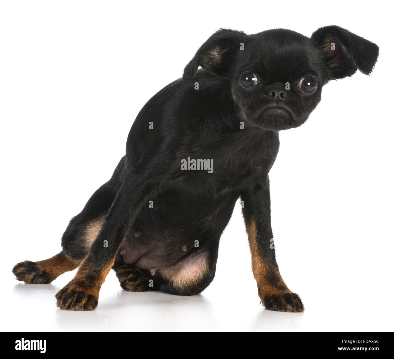 Brussels griffon funny 2025