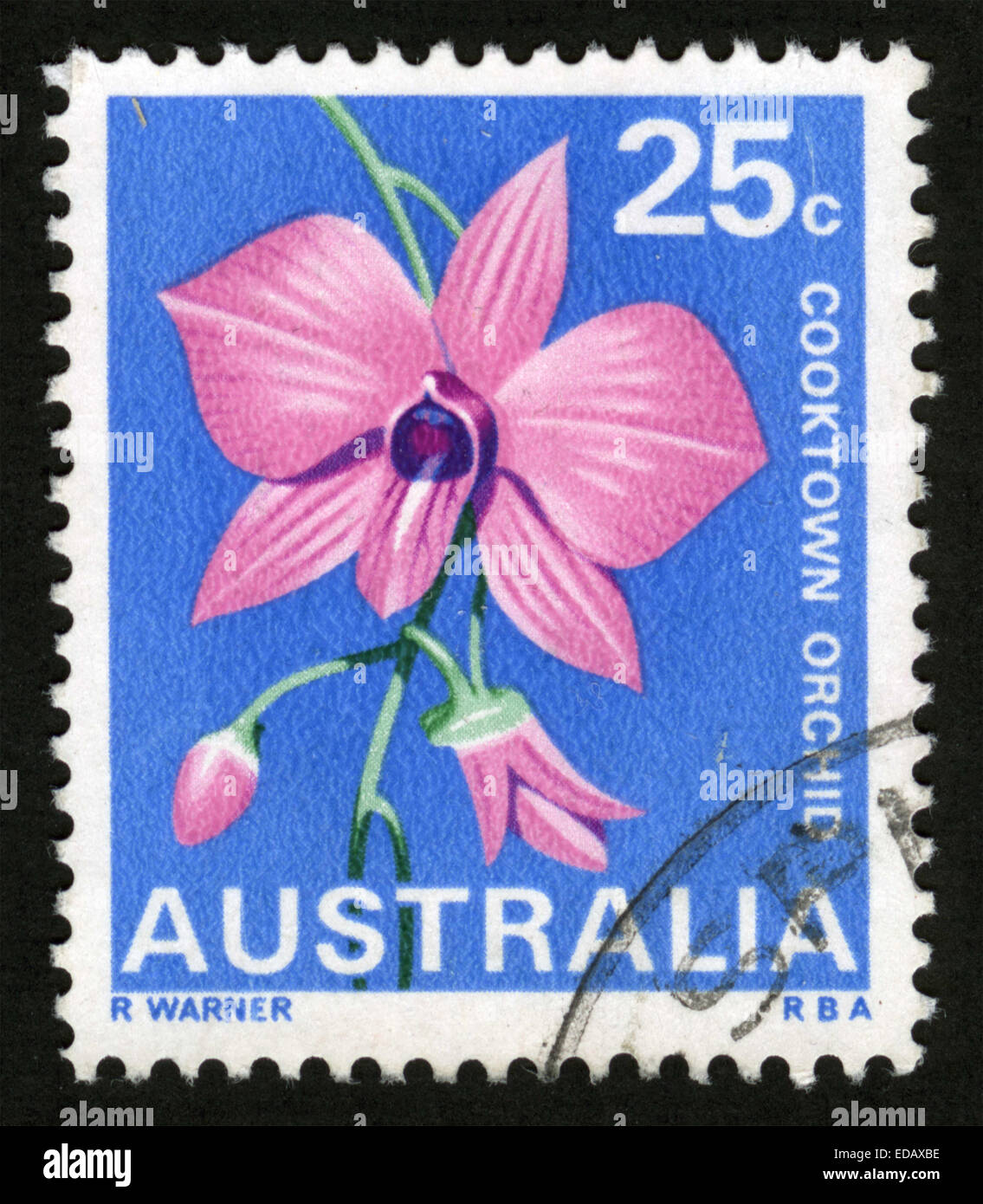 Australia, Dendrobium bigibbum, Queensland, State Flowers, 1968-07-10 Stock Photo
