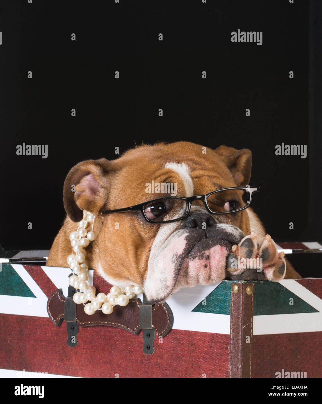 english bulldog in a british flag crate Stock Photo Alamy