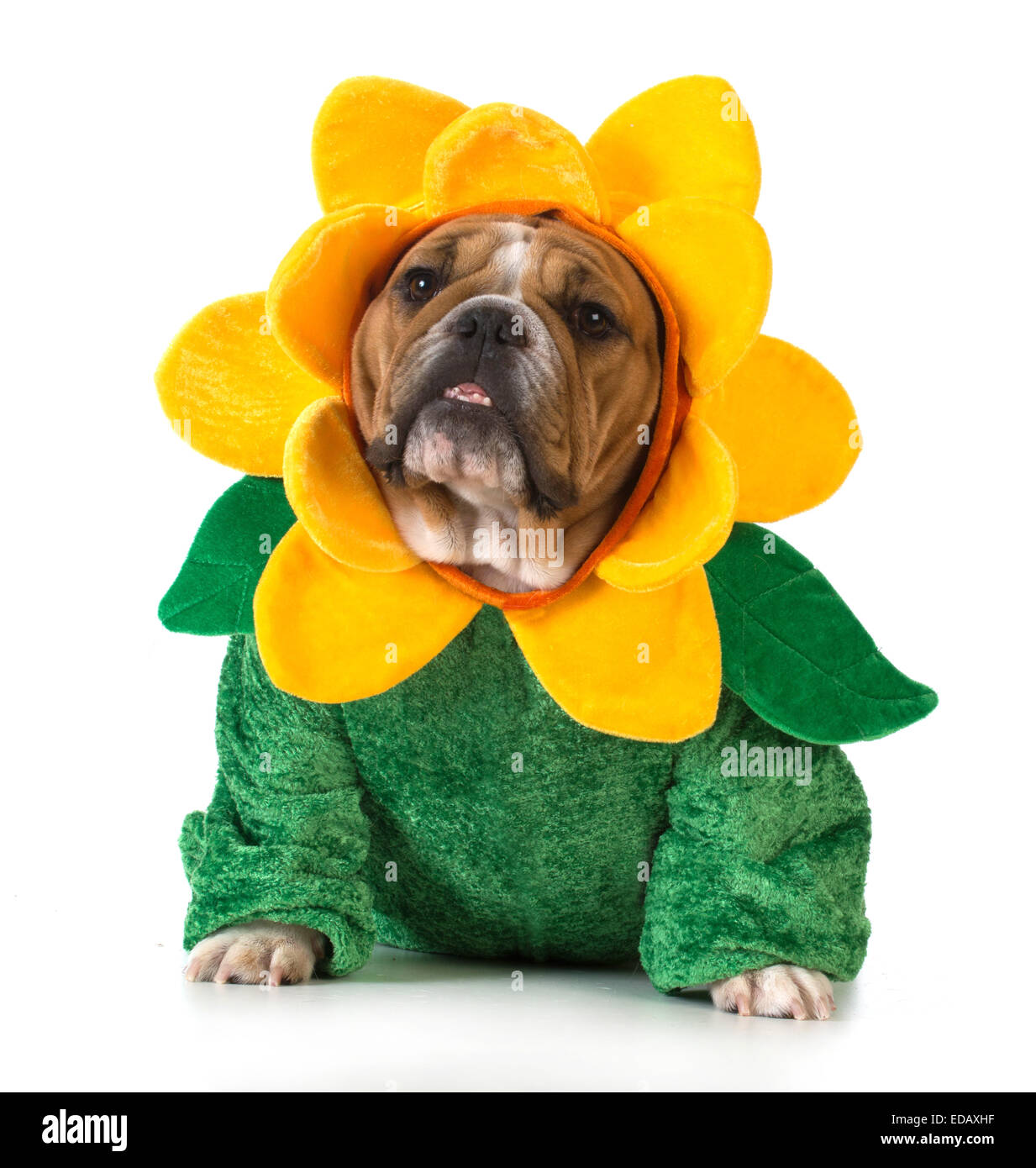 dog dressed like a flower english bulldog wearing sunflower costume