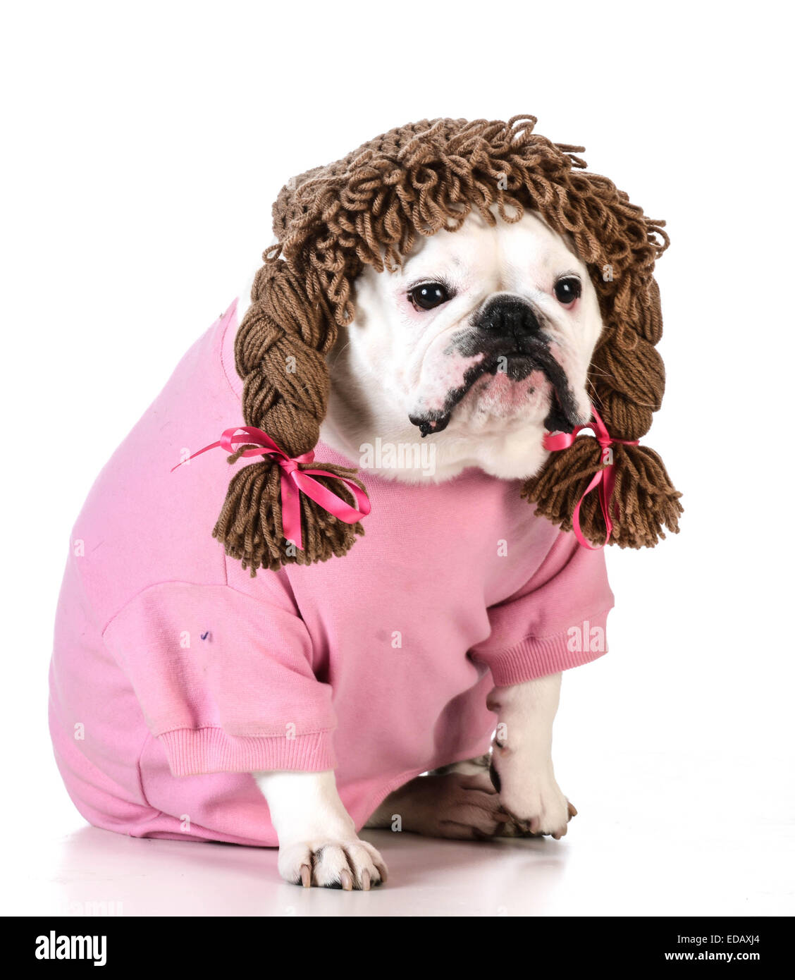 funny dog wearing wig female clothes on white background Stock ...