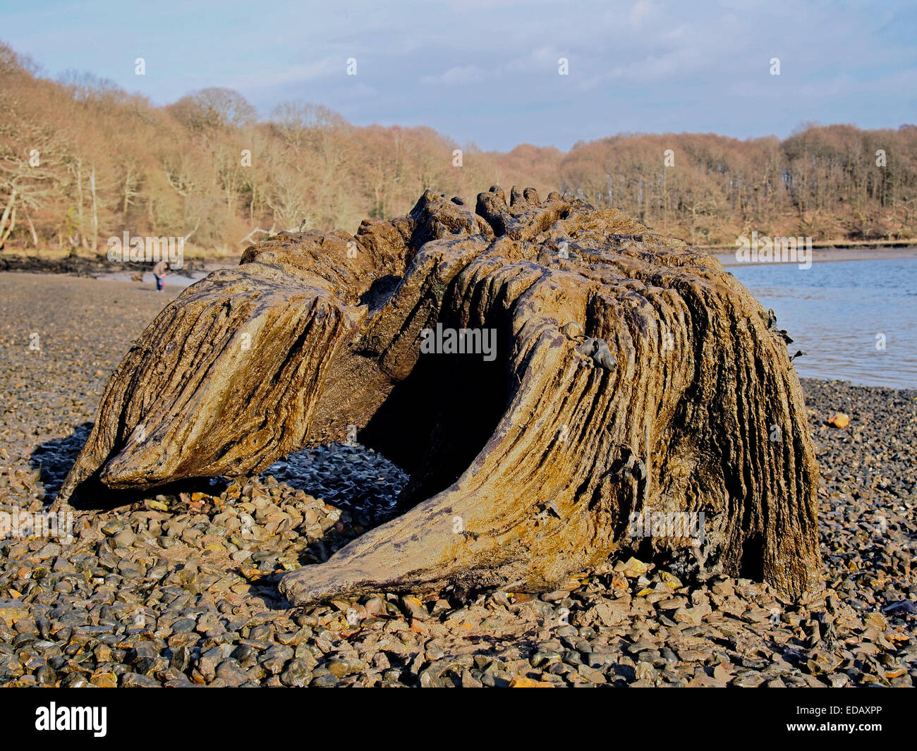 Beached river monster - weathered and eroded tree stump looking like a primeval creature on the muddy foreshore of the Hamble R. Stock Photo