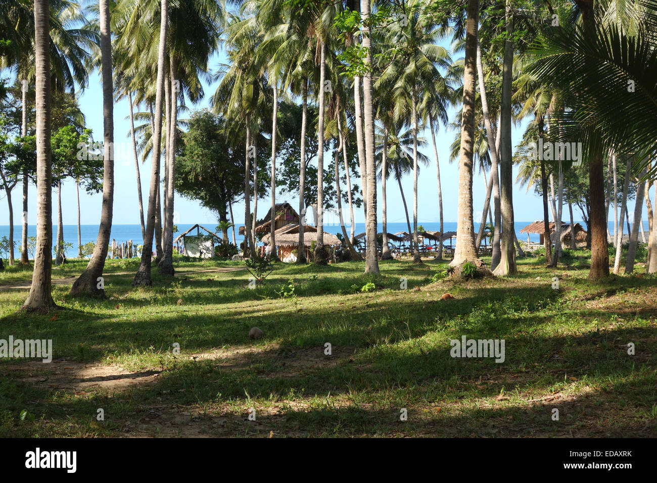 Coconut palm trees, Cocos nucifera, at the beach in Koh Lanta, Krabi Province, Thailand, Southeast Asia. Stock Photo