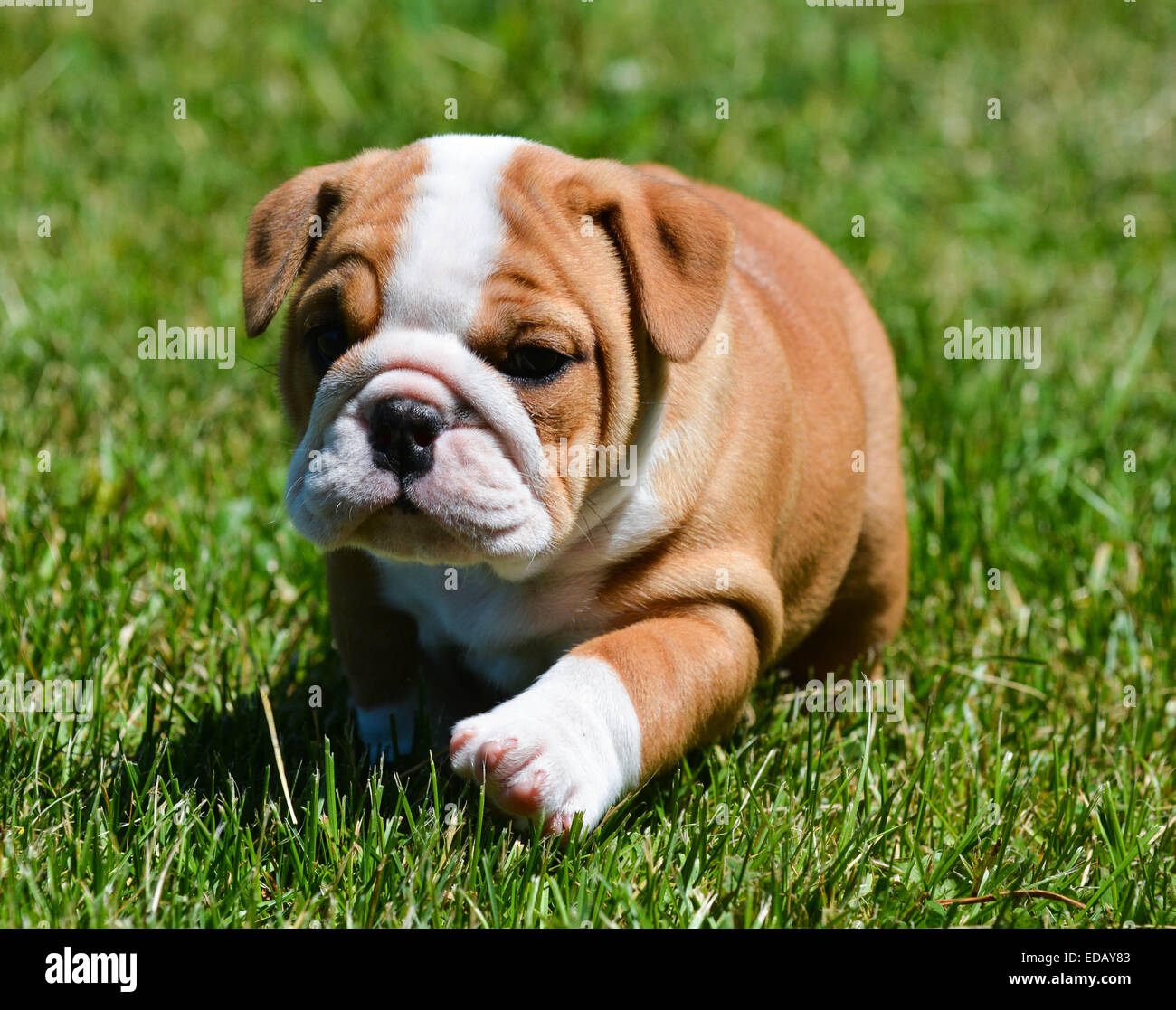 cute puppy running in the grass - english bulldog Stock Photo - Alamy