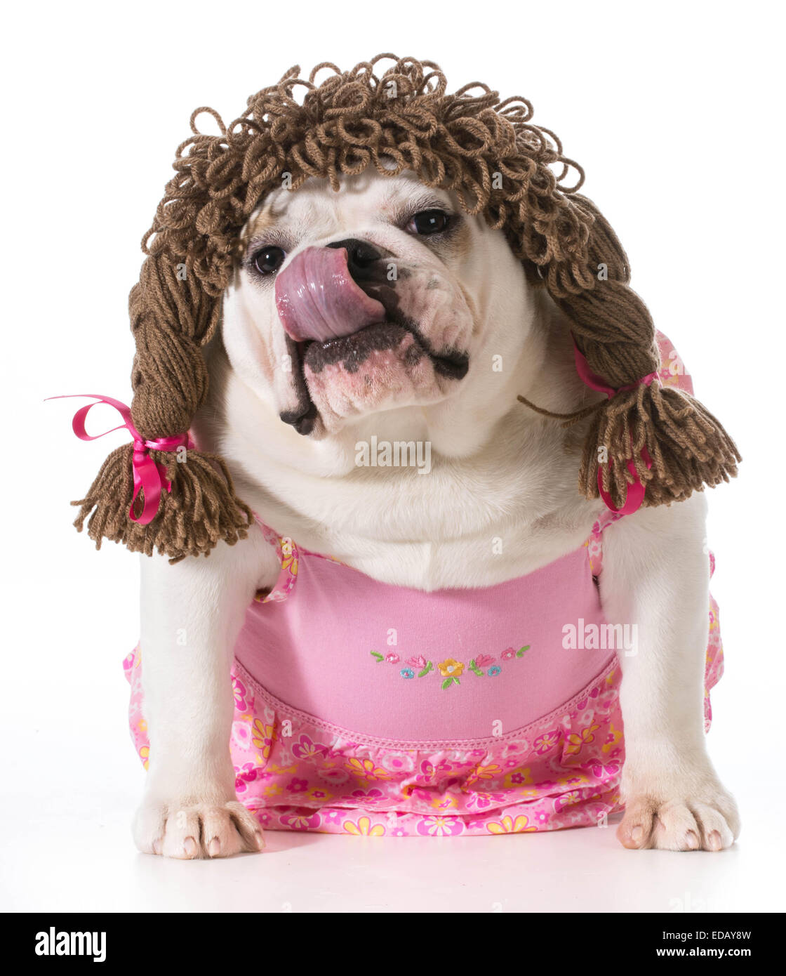 female dog - english bulldog wearing pink dress and pigtail wig isolated on  white background Stock Photo - Alamy