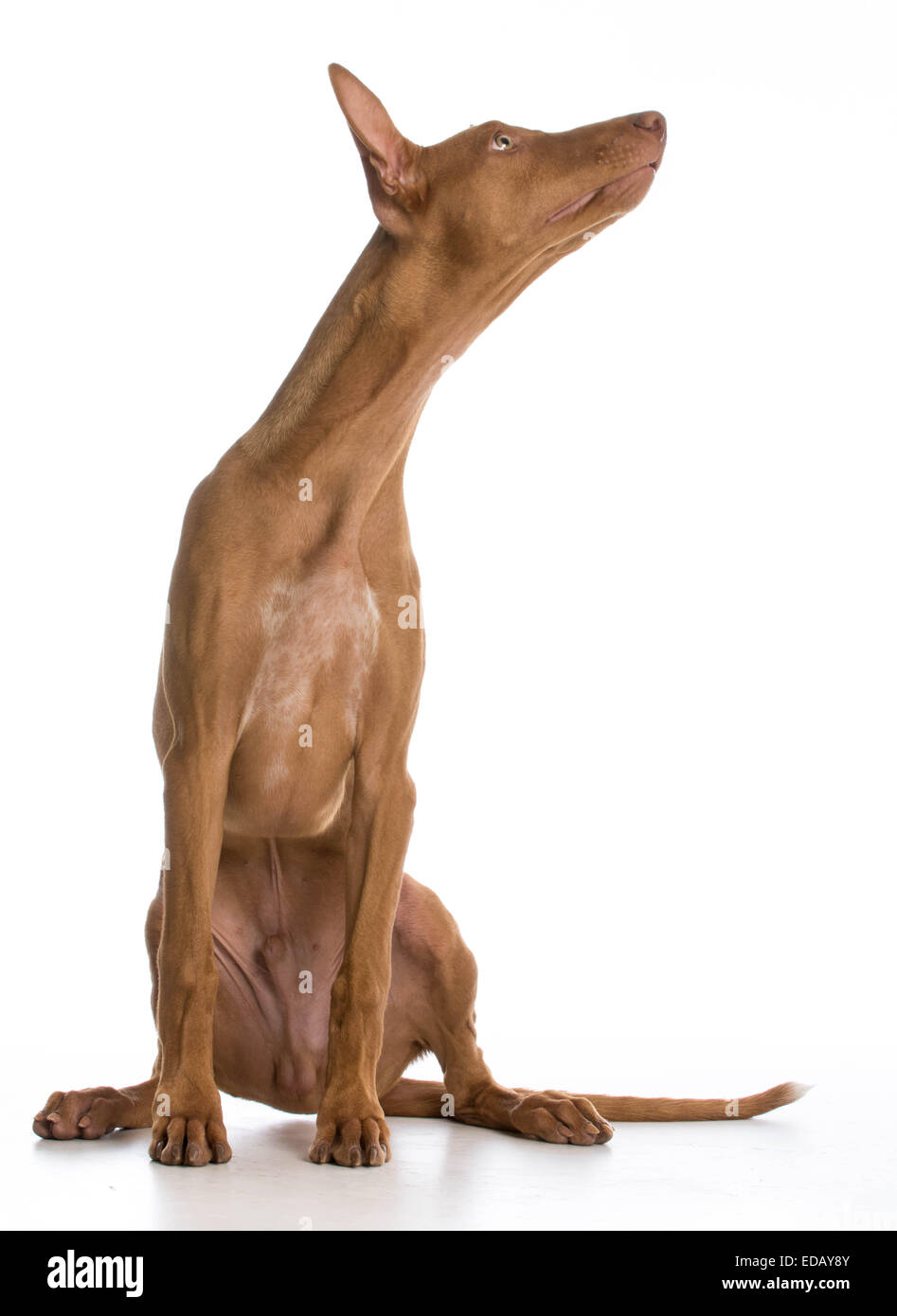 Hound Dog Ancient Egyptian Dog Breeds Basenji The Pharaoh Hound