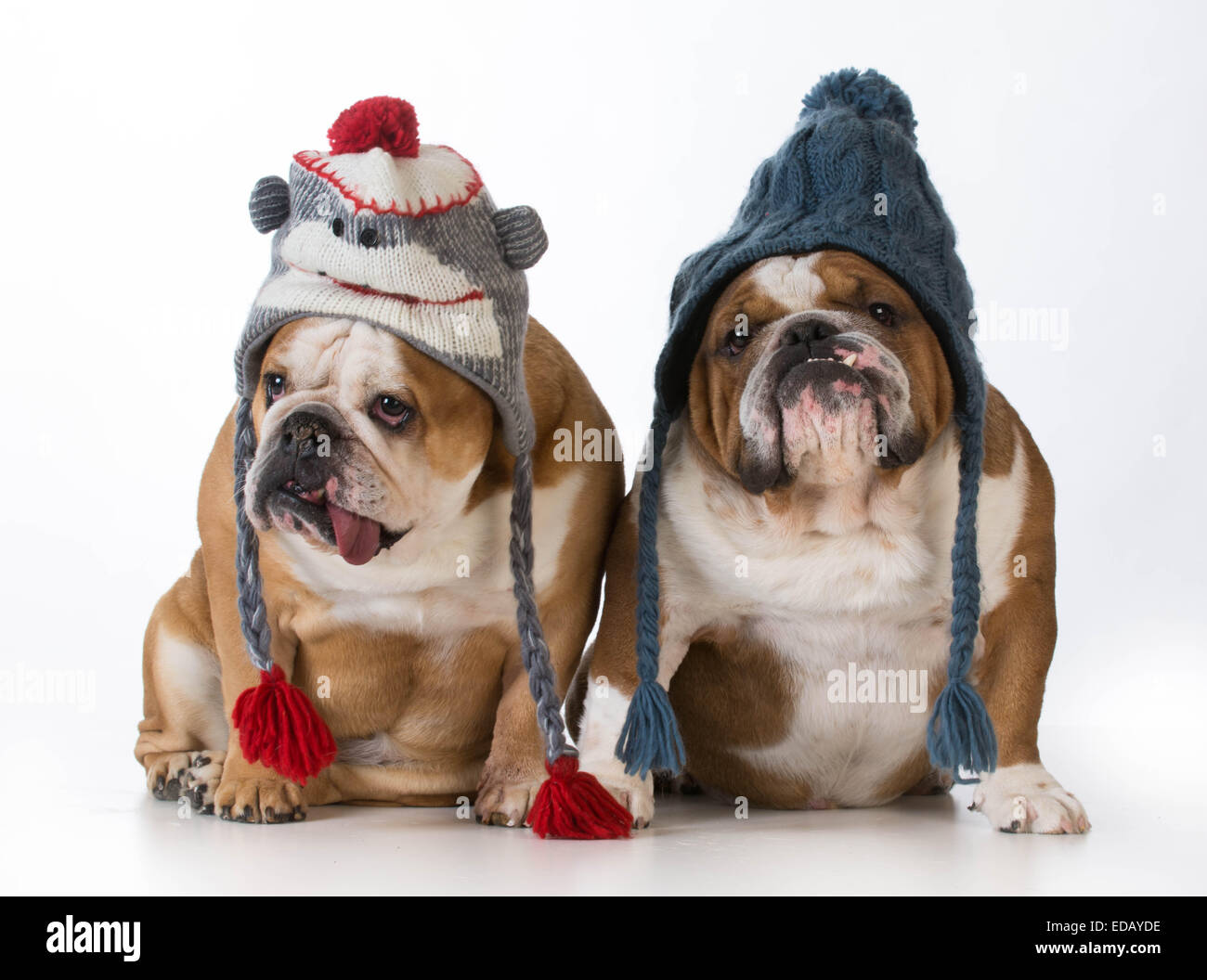 Dogs dressed for winter online
