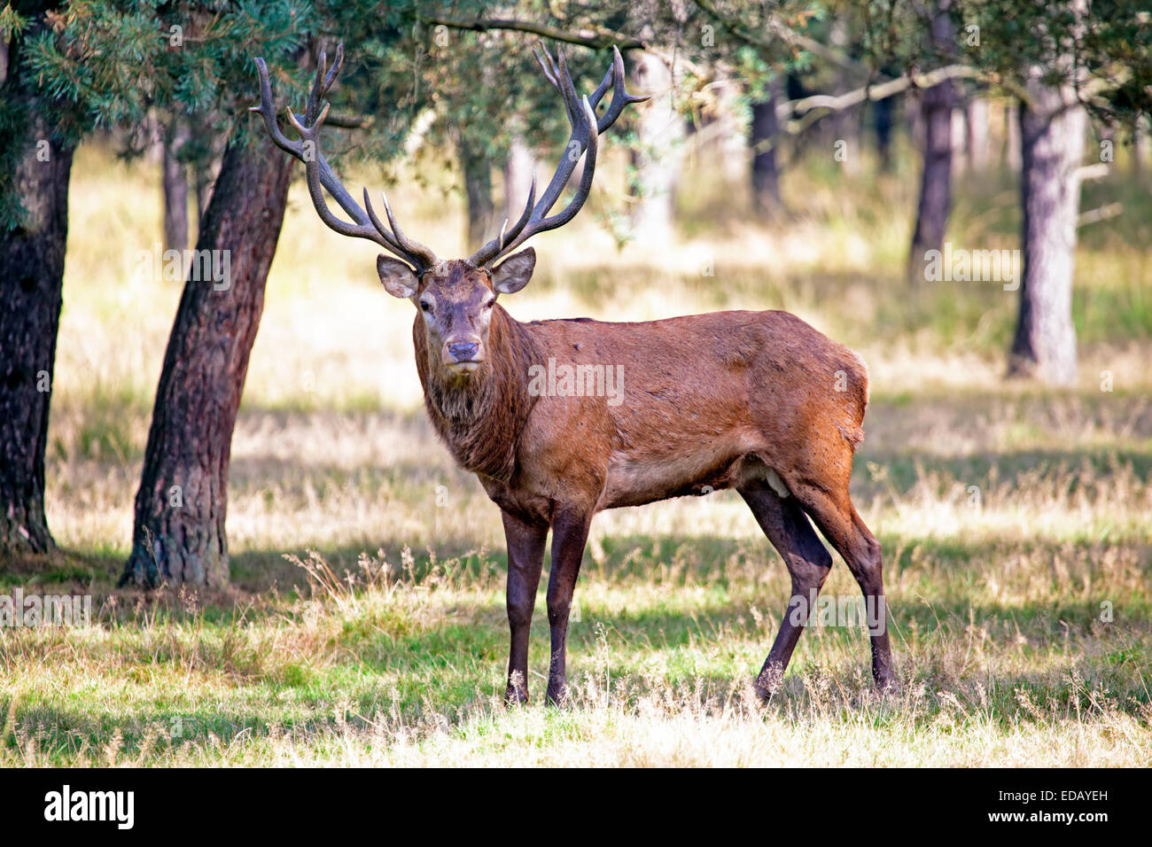 Deer in the forest Stock Photo
