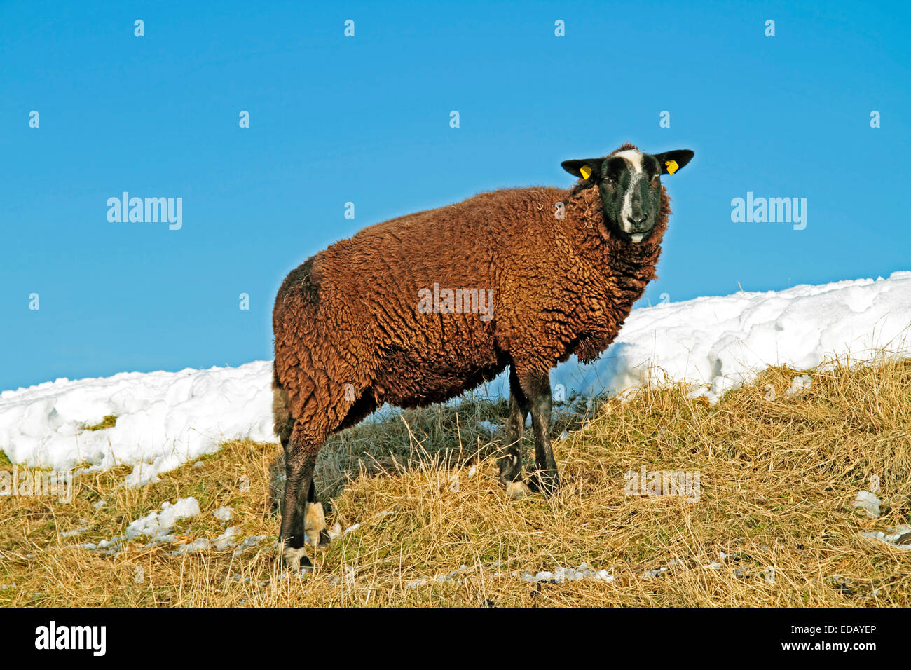 Black sheep on the dyke in the countryside from the Netherlands in winter Stock Photo