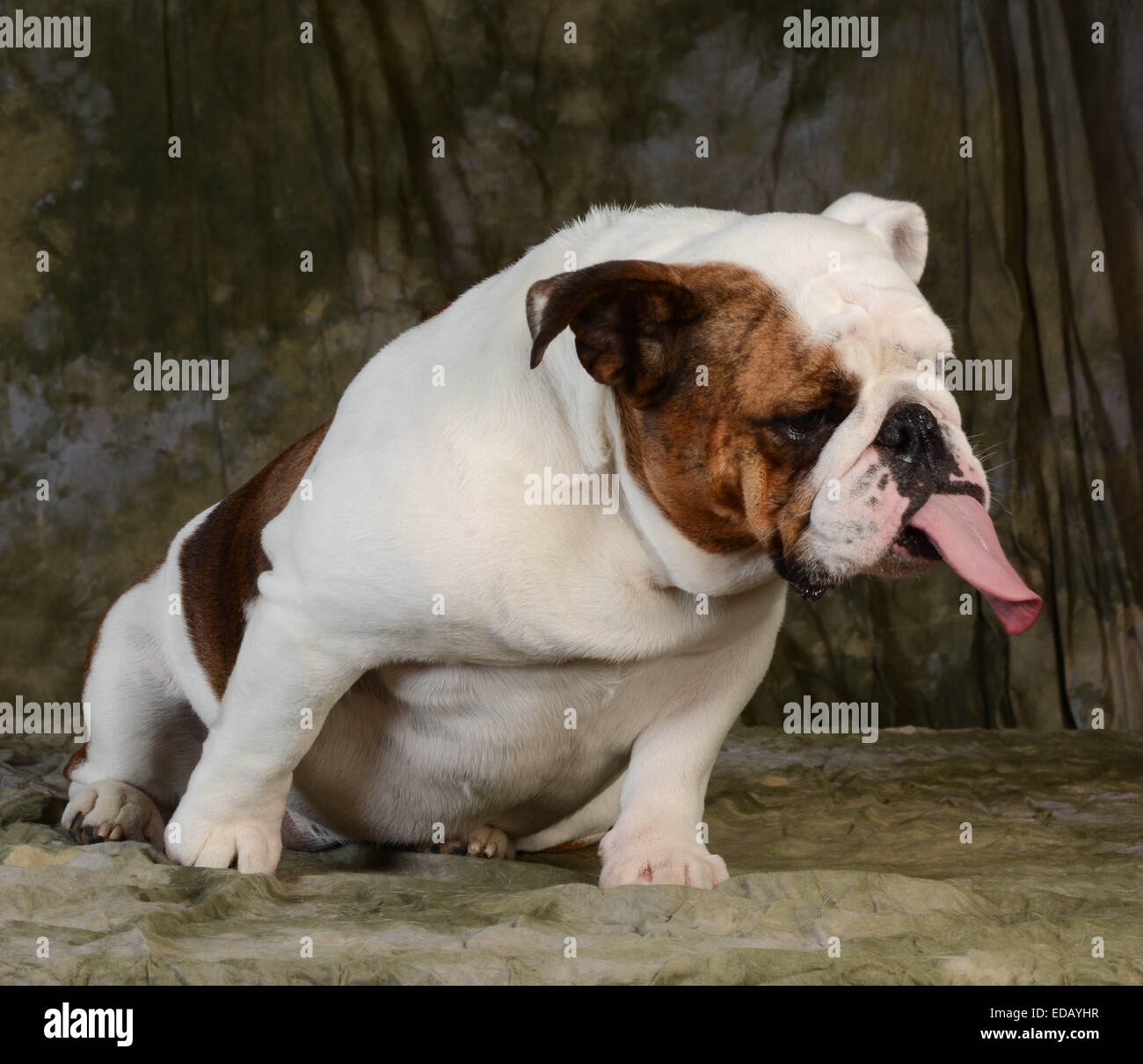 english bulldog with tongue stuck out sitting on green background Stock Photo