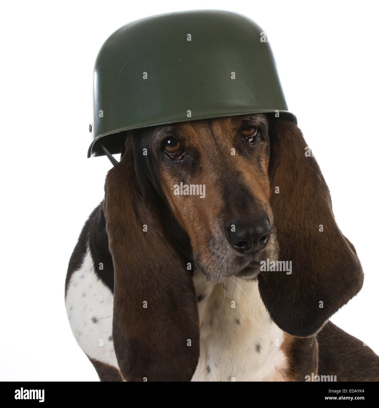 canine soldier - basset hound wearing military helmet on white background Stock Photo