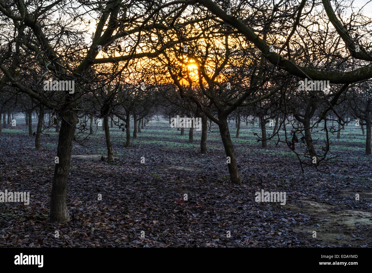 Walnut orchard hires stock photography and images Alamy