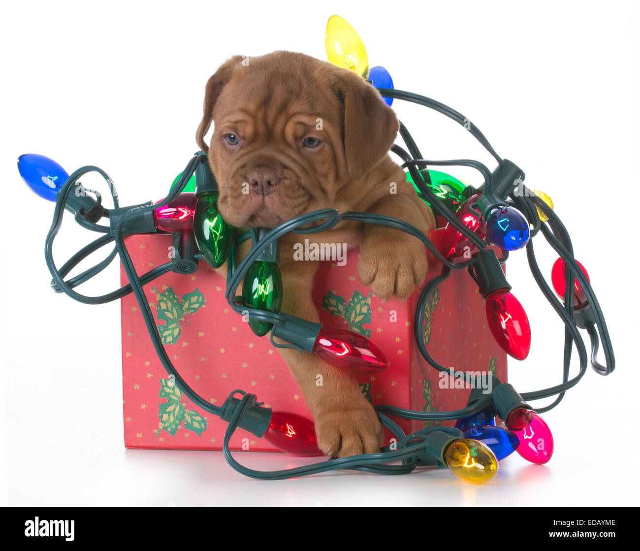 christmas puppy - dogue de bordeaux puppy in a christmas present tangled up in colorful christmas lights on white background Stock Photo