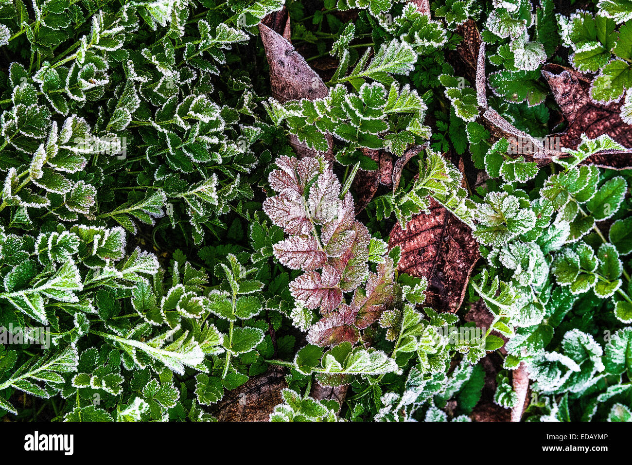 Beautiful lace like frost fringes the leave of a plant in a Walnut