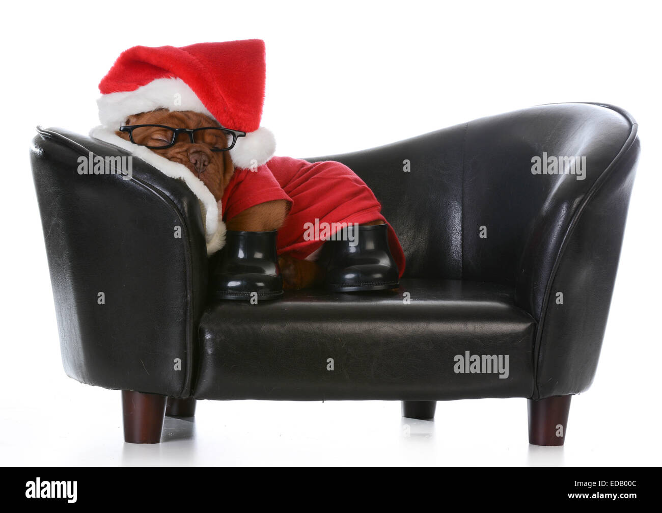 tired santa - dogue de bordeaux puppy dressed up like santa sleeping on a couch - 5 week old Stock Photo