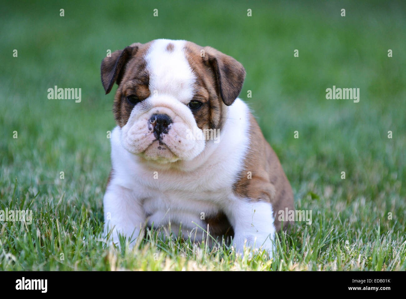 cute puppy sitting in the grass - english bulldog Stock Photo - Alamy