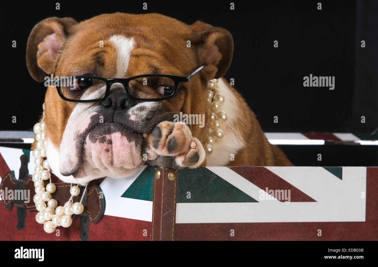 english bulldog in a british flag crate Stock Photo Alamy