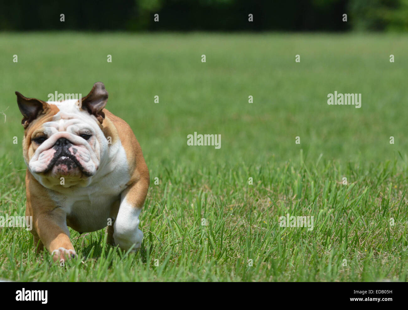 english bulldog running outside in the grass Stock Photo - Alamy