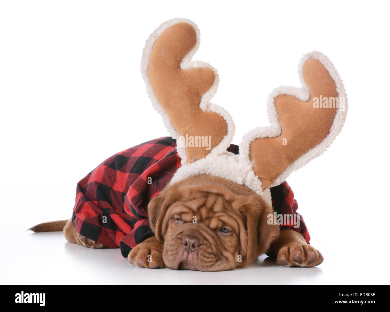 Christmas puppy dogue de bordeaux hi res stock photography and images Alamy
