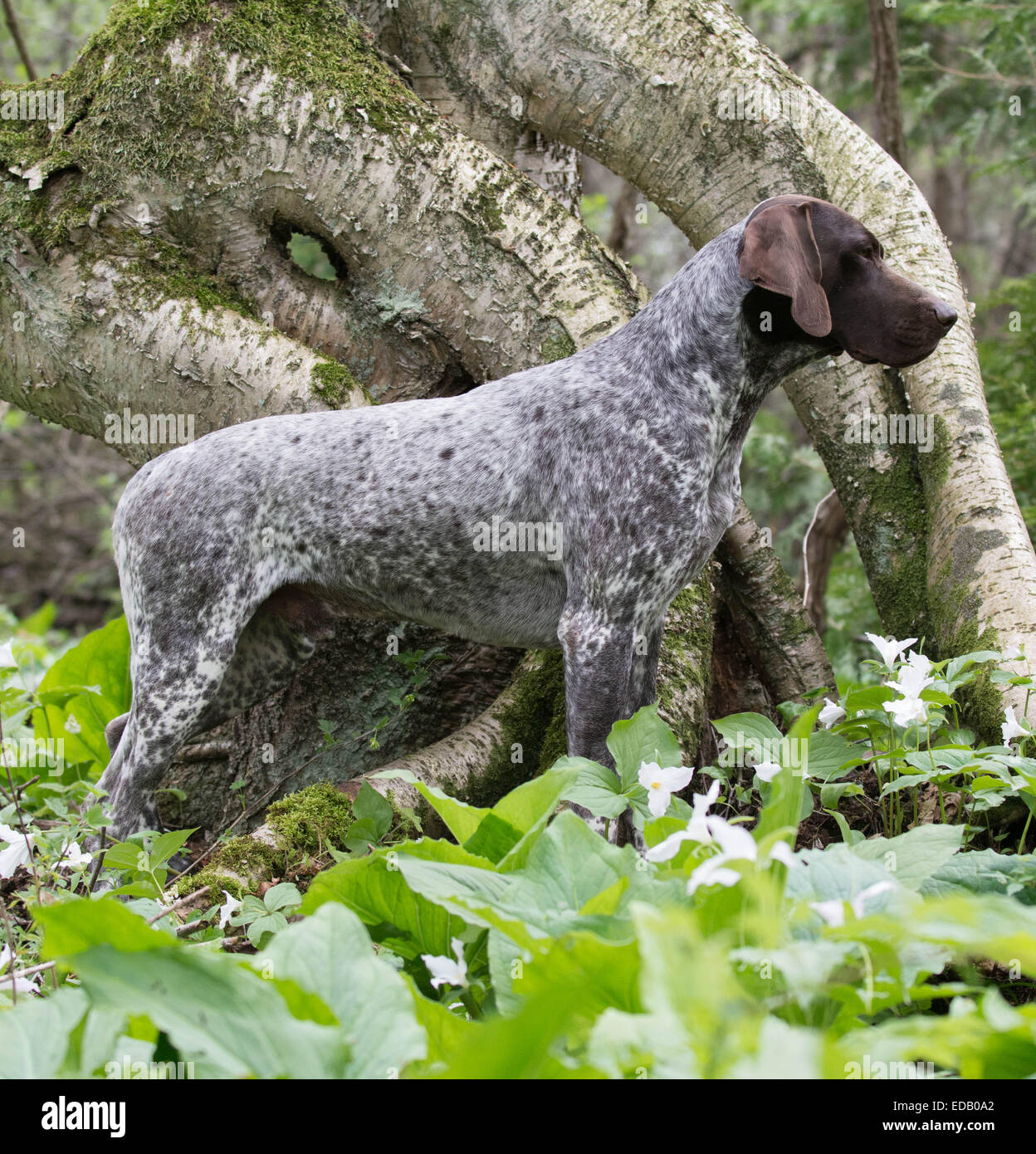 German Shorthaired Pointer Standing In The Woods Stock Photo