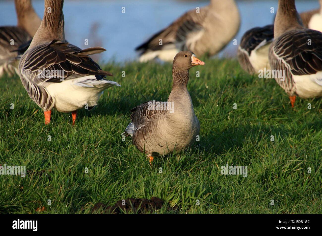 Lesser whitefronted goose (Anser erythropus), a rare migrant in