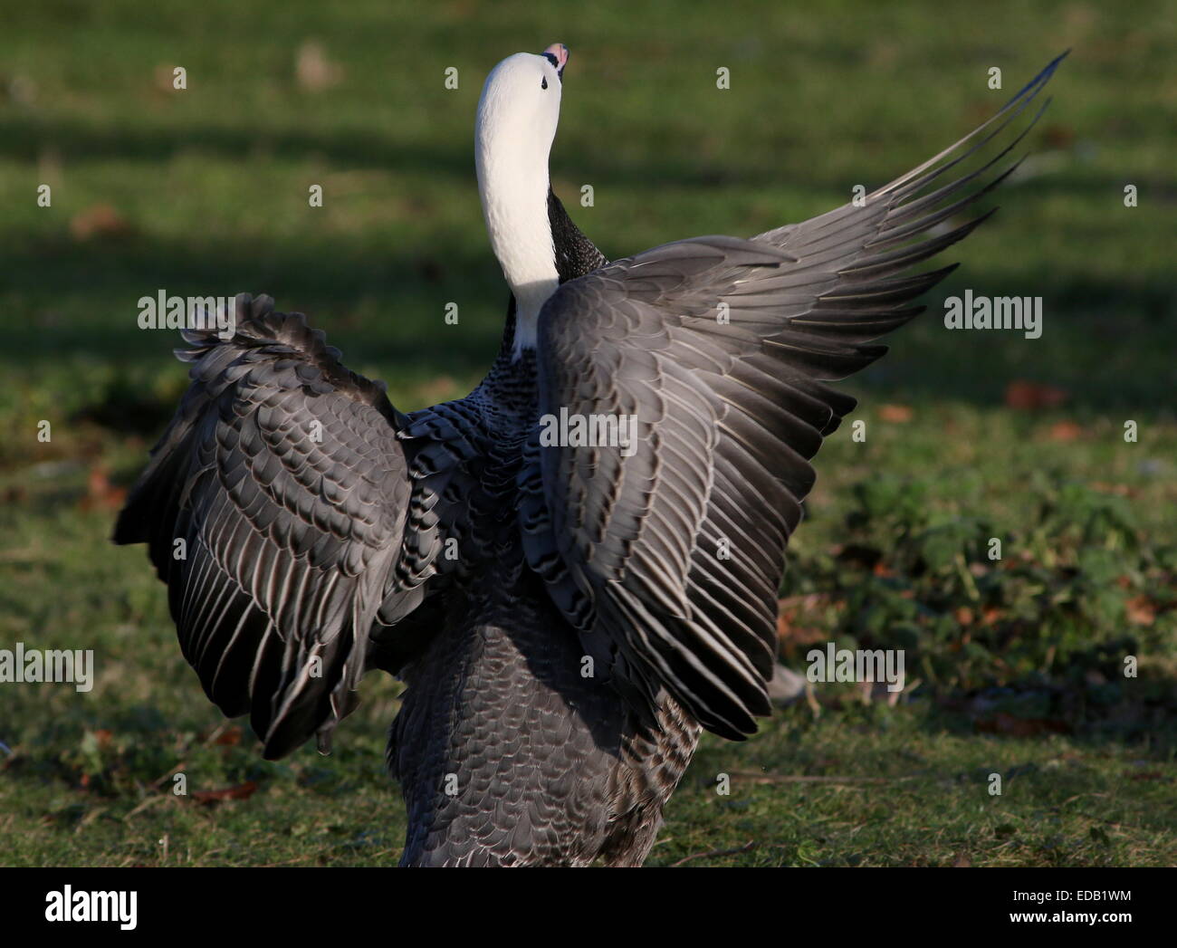 Emperor Goose (Chen canagica), native to Alaska and Eastern Russia