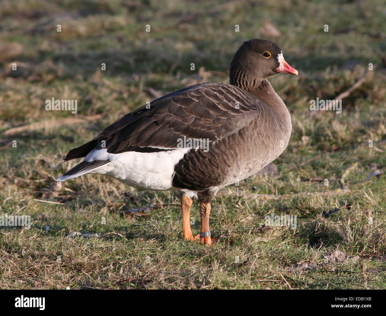 Portrait of a Lesser white-fronted goose (Anser erythropus), native to Northeast Asia, rare migrant in Western Europe Stock Photo
