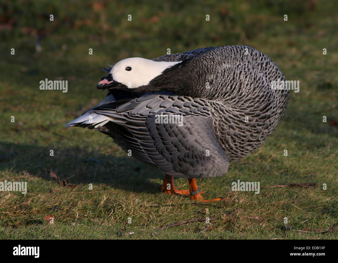 Emperor Goose (Chen canagica), native to Alaska and Pacific Eastern
