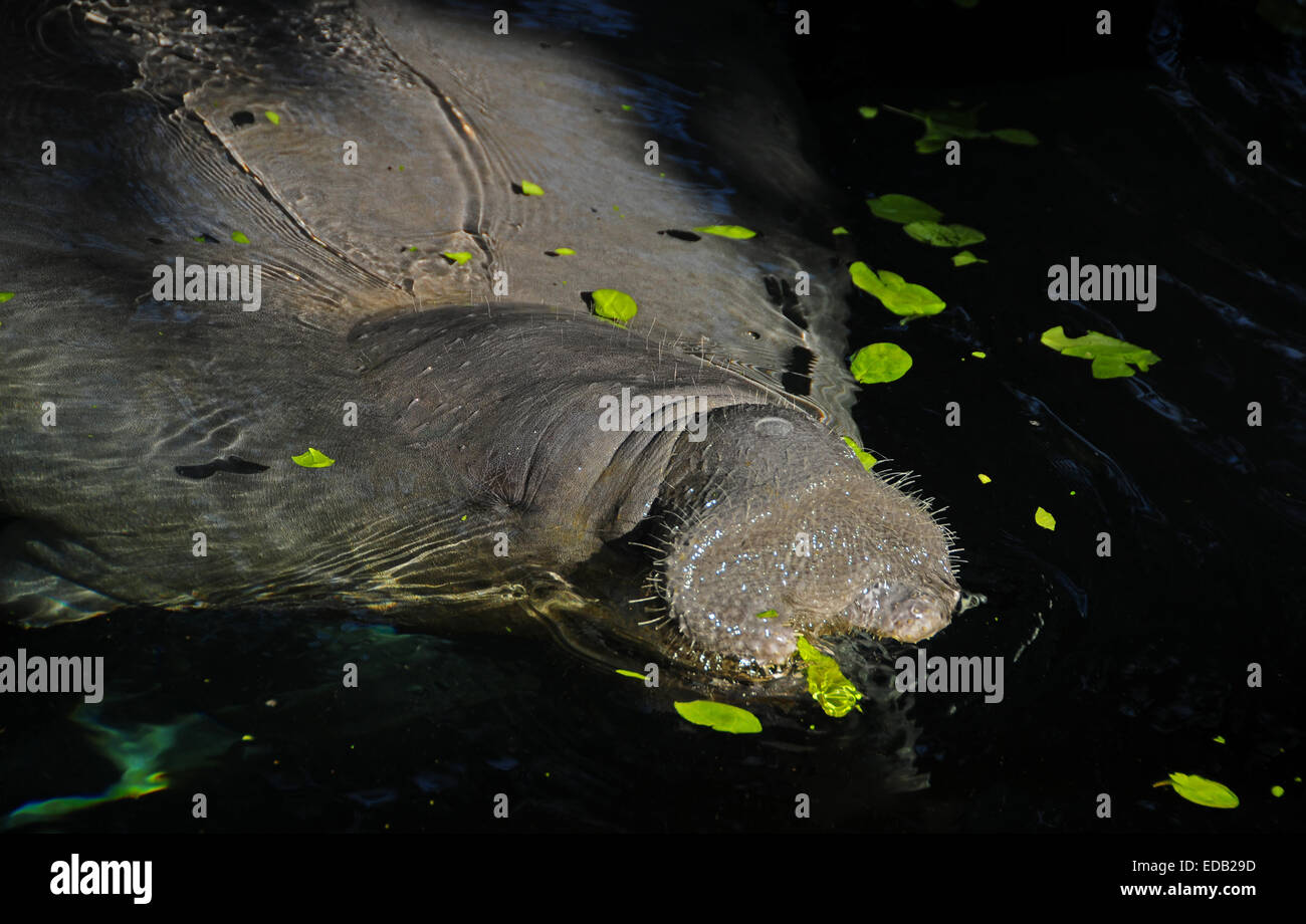 Manatee (Trichechidae Trichechus) commonly seen in Florida waters Stock Photo