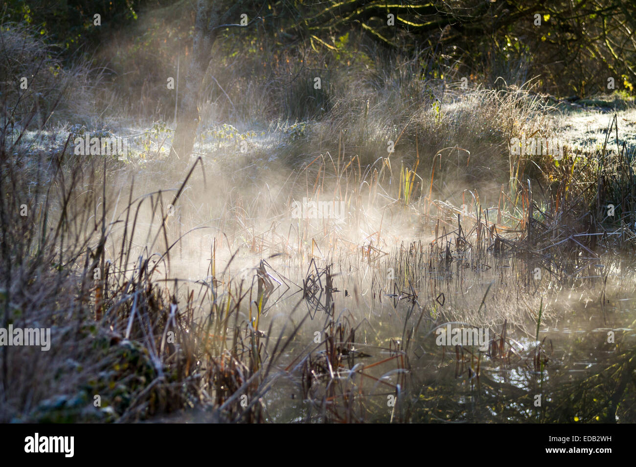 Misty winter morning  in Wales of mist sitting above a pond in a natural woodland environment, frosty ground and reeds. Stock Photo