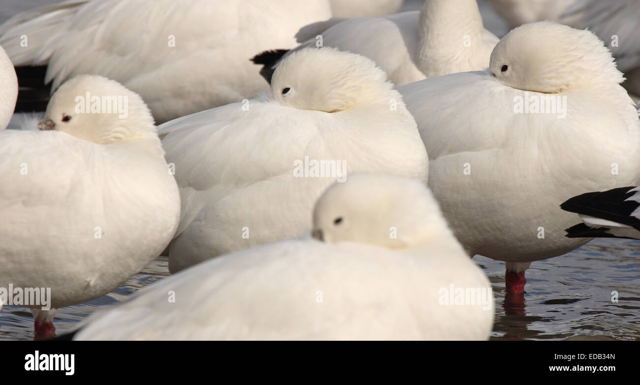 A flock of Ross's Geese sleeping in a row. Stock Photo