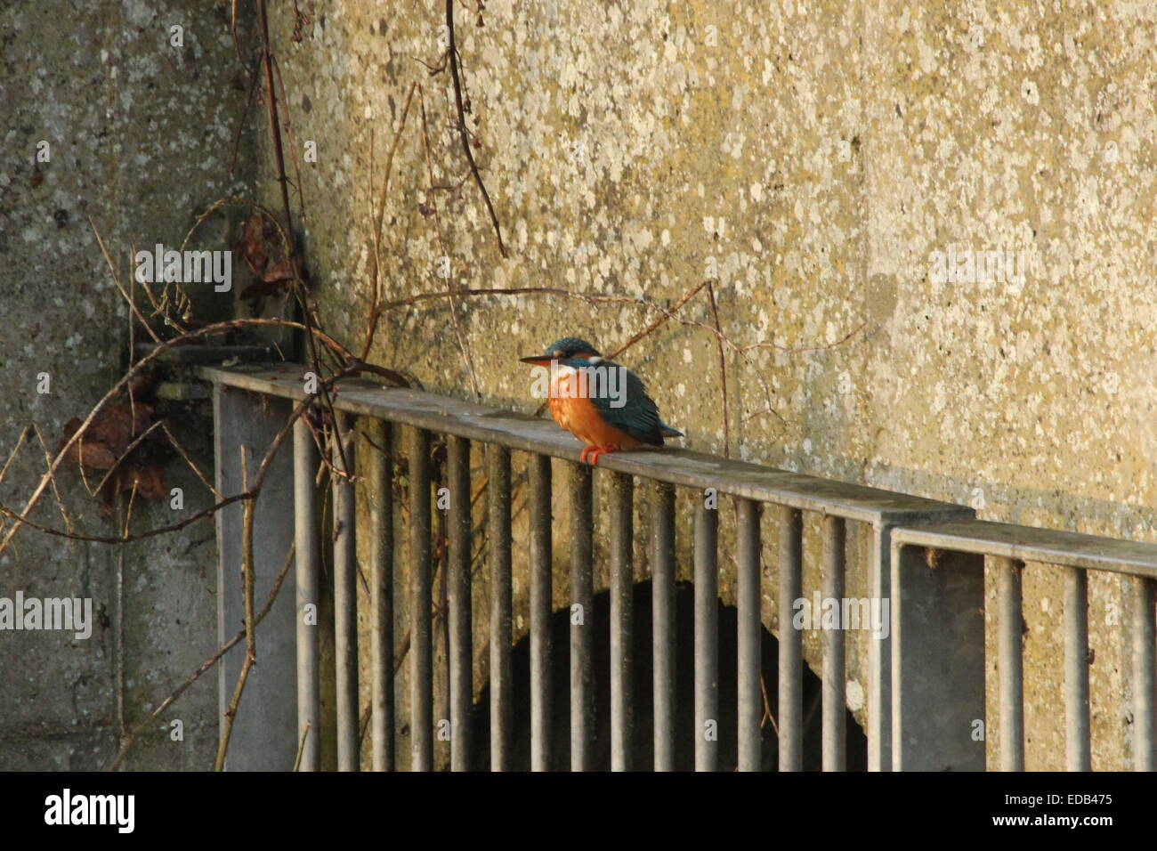 Kingfisher bird sitting on a water outlet into the river. Stock Photo