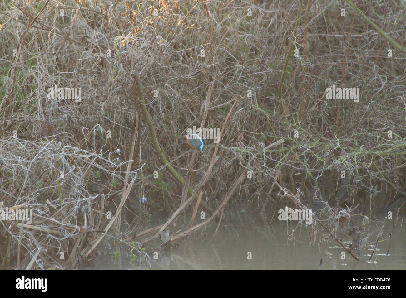 Kingfisher bird sitting on a branch by the river on a cold frosty morning. Stock Photo