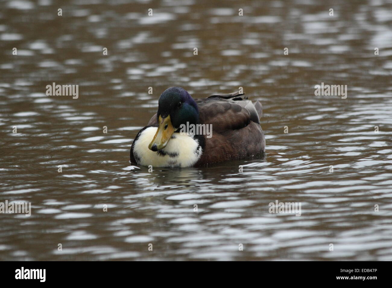 Duck swimming in lake by footpath outside of Lower Castle Park, Colchester Stock Photo