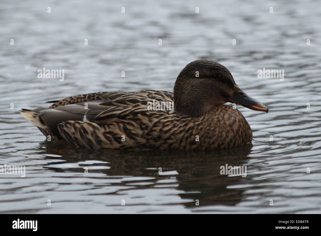 Duck swimming in lake by footpath outside Lower Castle Park, Colchester, Essex Stock Photo