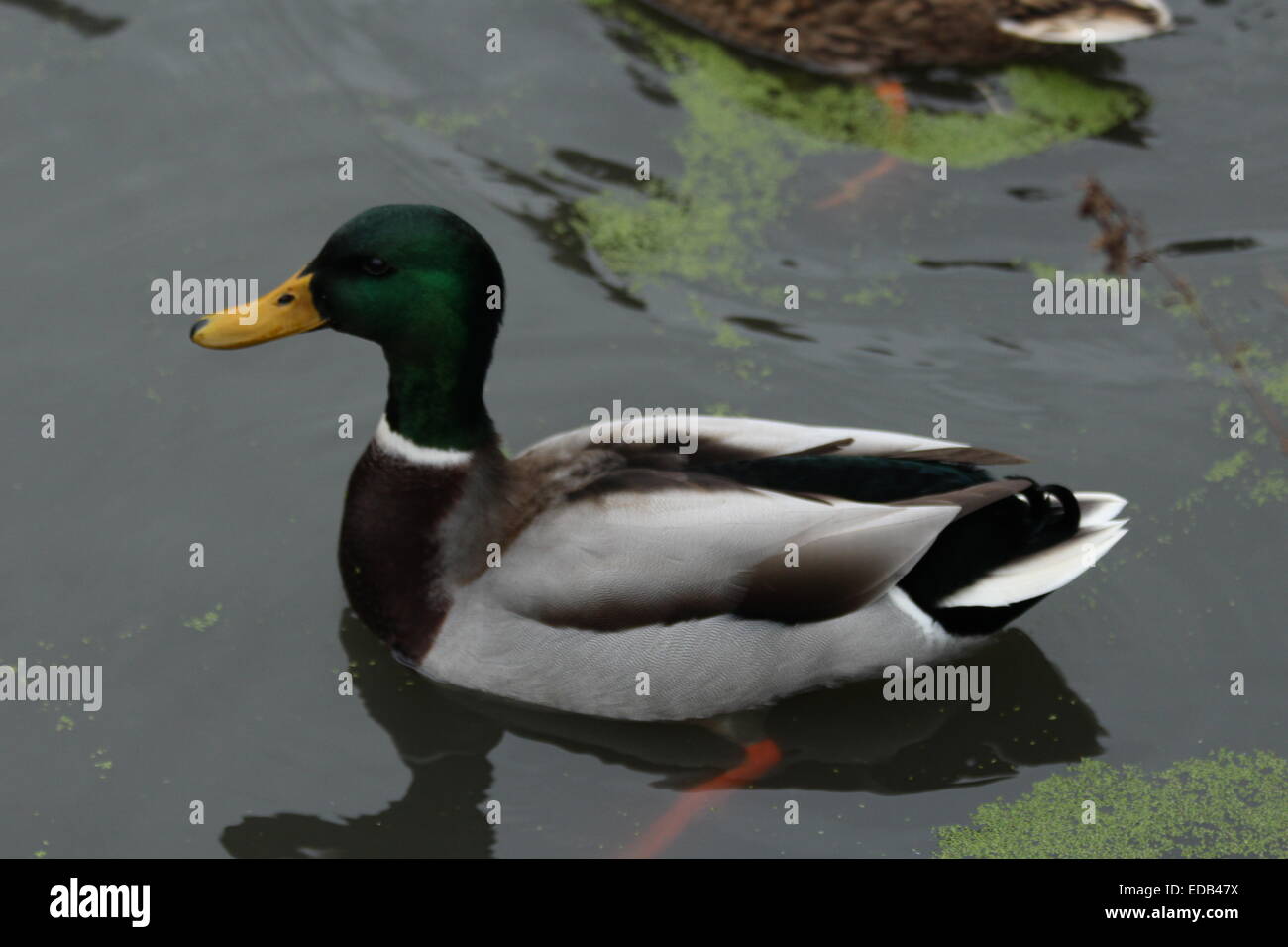 Duck swimming in lake by footpath outside Lower Castle Park, Colchester, Essex Stock Photo