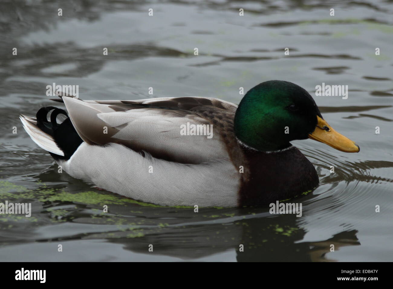 Duck swimming in lake by footpath outside Lower Castle Park, Colchester, Essex. Stock Photo