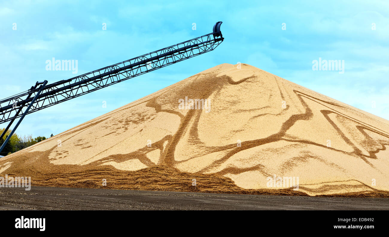Soybeans with pods piled for processing, transport conveyor. Stock Photo