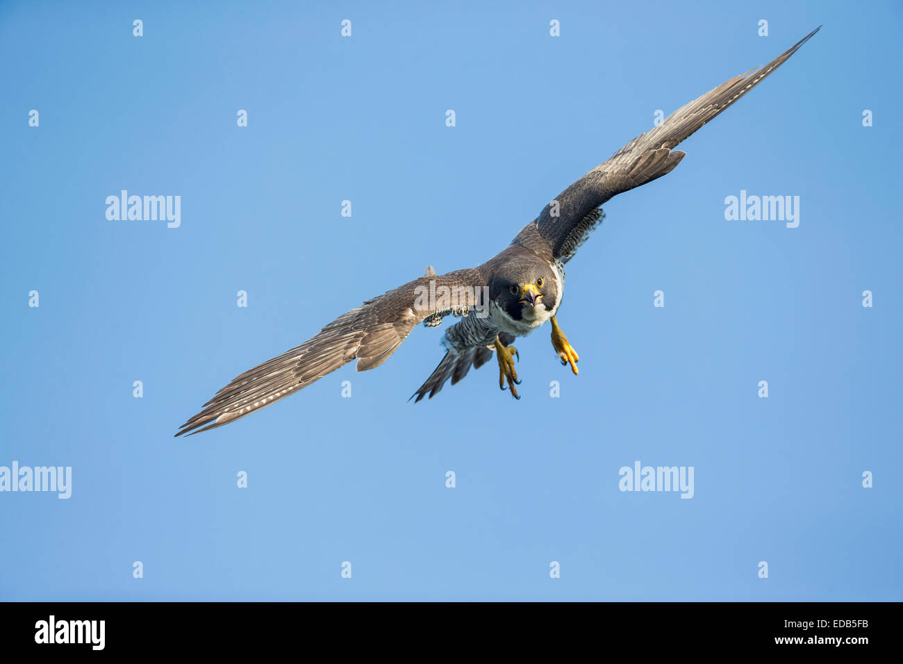 Endangered adult Peregrine Falcon, Falco peregrinus, coming in for a landing Northern New Jersey Stock Photo