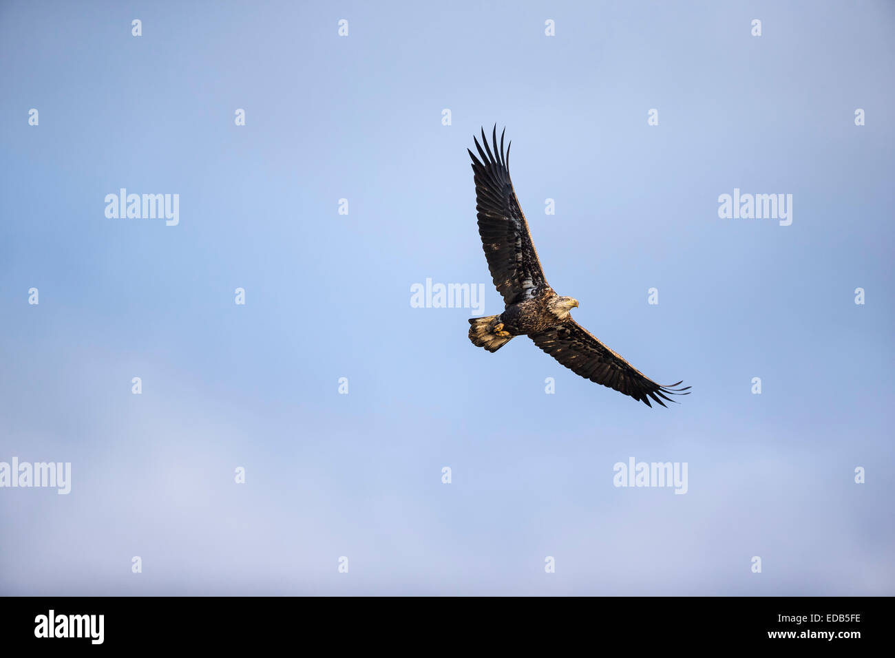 Underbelly bald eagle in flight hi-res stock photography and images - Alamy