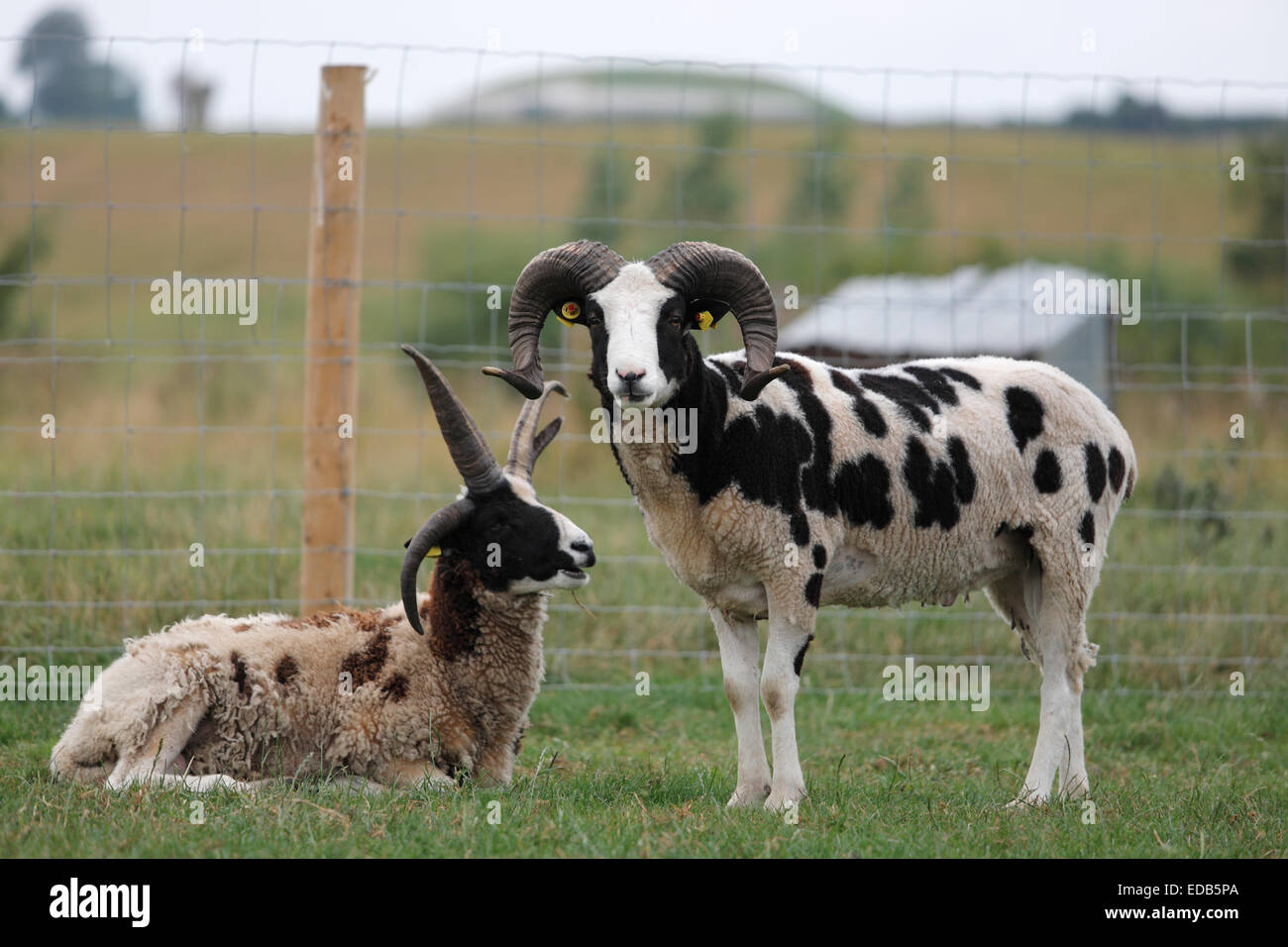 Jacob Sheep on Irish farmland Stock Photo