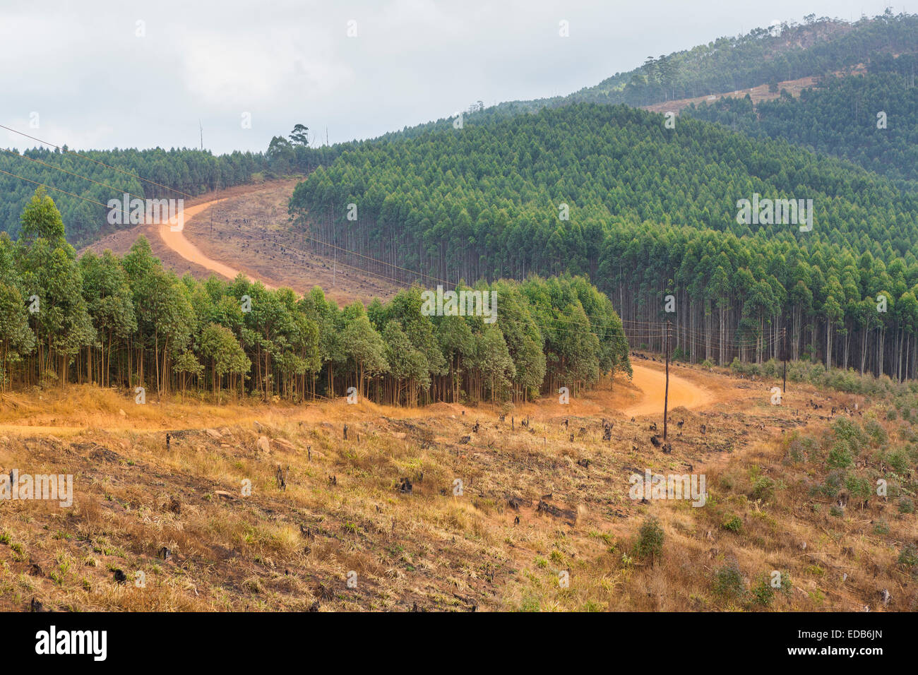 SWAZILAND, AFRICA - Timber industry in Hhohho District Stock Photo