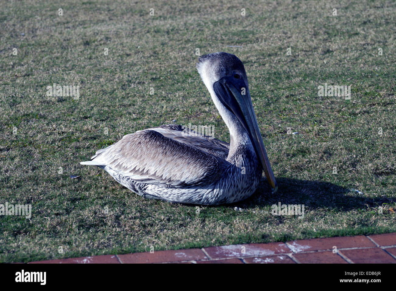 A pelican resting near a harbor. Stock Photo