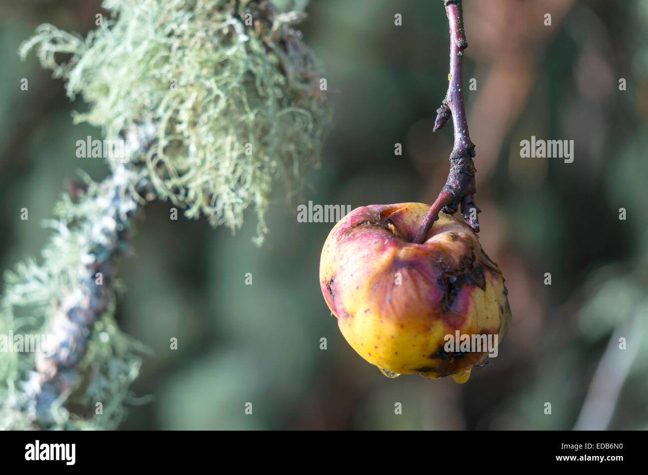 Yellow heirloom apples rotting on the tree after winter freeze in Corvallis, Oregon, USA. Stock Photo